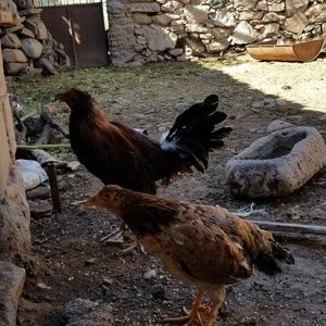 Meet your Posher, Manuel